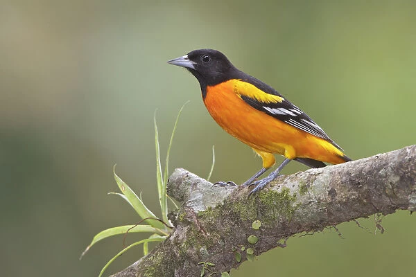 Baltimore Oriole (Icterus galbula) male, Costa Rica