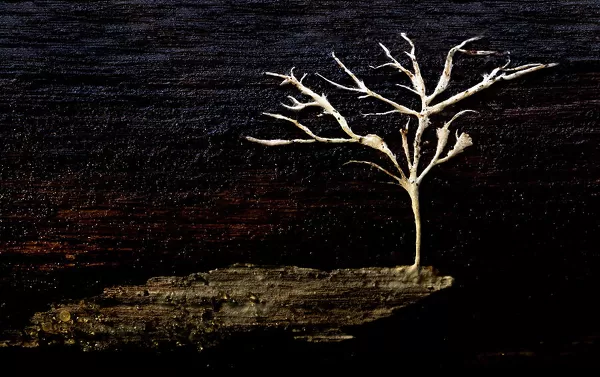 Close up of the root-like structure of the mycelium of a fungus growing on wood, The Netherlands - Winner of the Plants and Fungi category of the Groene Camera 2023 photo contest