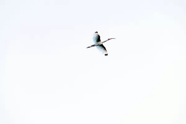 American white ibis in flight