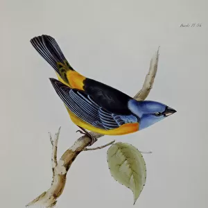 G Poster Print Collection: John Gould