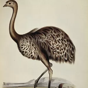 Birds Canvas Print Collection: Rheas