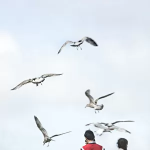 Swooping seagulls DP174875