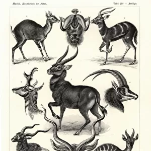 Mammals Premium Framed Print Collection: Antilocapridae