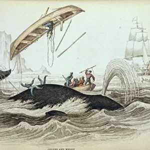 Balaenidae Pillow Collection: Bowhead Whale
