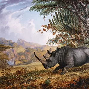 Mammals Premium Framed Print Collection: Black Rhinoceros