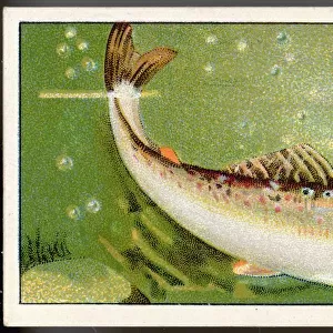 T Poster Print Collection: Trout