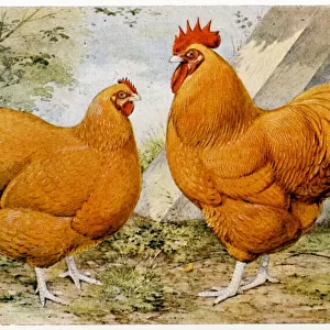 Birds Canvas Print Collection: Chicken
