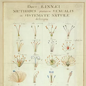 Famous inventors and scientists Photographic Print Collection: Carl Linnaeus