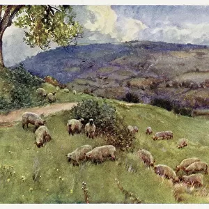 Cotswolds scenery: a sheep pasture Date: 1914