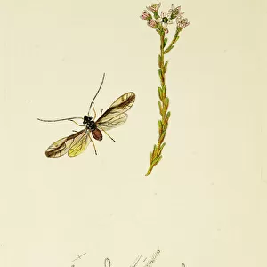 Insects Pillow Collection: Psocoptera