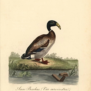 Birds Canvas Print Collection: Ducks