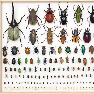Insects Pillow Collection: Beetles