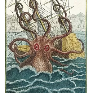 Mollusks Metal Print Collection: Cephalopods
