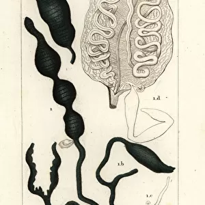 Worms Photographic Print Collection: SpoonWorm