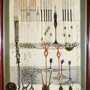 Scientists Photo Mug Collection: Santiago Ramon y Cajal