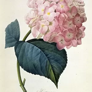 Botanical illustrations Photographic Print Collection: Fine art