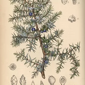 Botanical illustrations Canvas Print Collection: Fine art