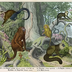 Mammals Premium Framed Print Collection: Atelidae