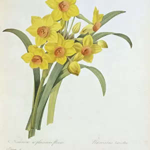 Prints Fine Art Print Collection: Botanical
