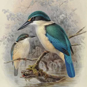 Birds Pillow Collection: Coraciiformes