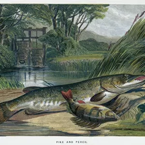 P Framed Print Collection: Pike