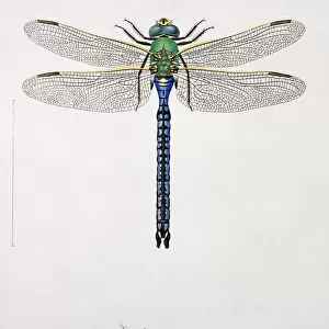 Insects Pillow Collection: Odonata