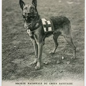 Pastoral Metal Print Collection: Belgian Shepherd Dog Malinois