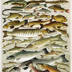 B Jigsaw Puzzle Collection: Barbel