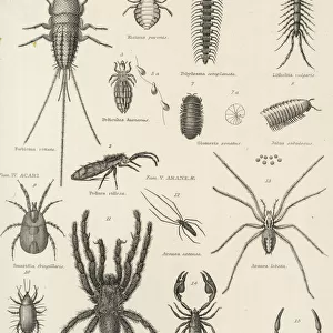 Insects Premium Framed Print Collection: Millipedes