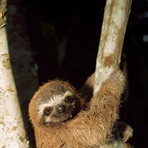 Popular Themes Jigsaw Puzzle Collection: Sloths