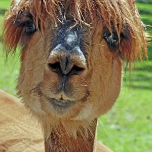 Farm Photo Mug Collection: Camelids