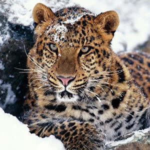 Big Cats Metal Print Collection: Snow Leopard