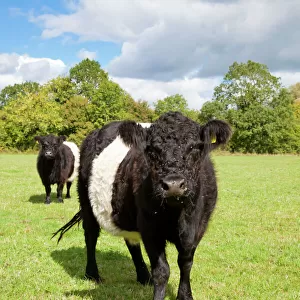 Cattle Mouse Mat Collection: Belted Galloway