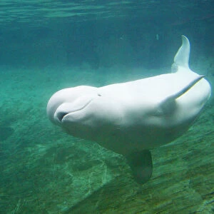 Mammals Jigsaw Puzzle Collection: Beluga Whale