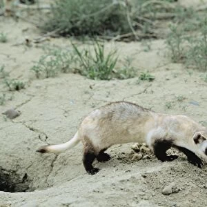 Mammals Jigsaw Puzzle Collection: Black Footed Ferret