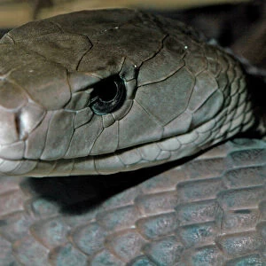 Reptiles Pillow Collection: Snakes