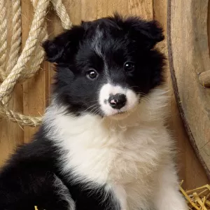 Pastoral Jigsaw Puzzle Collection: Border Collie