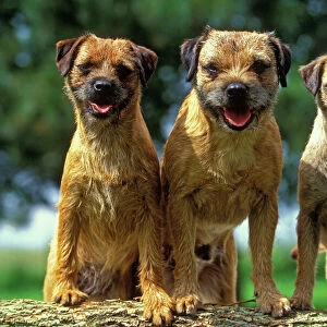 Terrier Poster Print Collection: Border Terrier