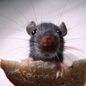 Muridae Photo Mug Collection: Brown Rat