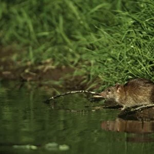 Muridae Fine Art Print Collection: Common Water Rat