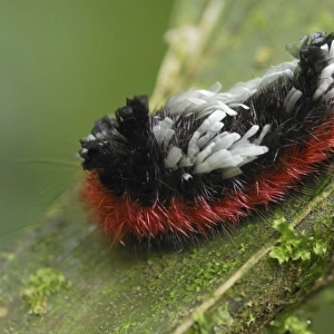 Caterpillar of a moth Braulio Carillo N. P. Costa Rica