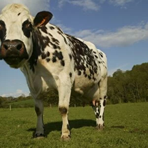 Farm Photo Mug Collection: Cattle