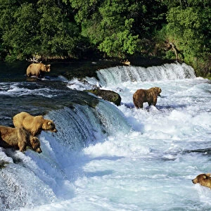 Mammals Jigsaw Puzzle Collection: Brown Bear