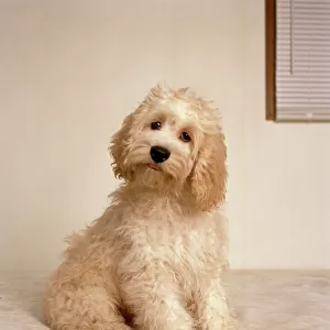 Popular Themes Pillow Collection: Cockapoo