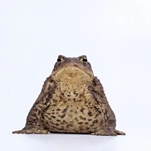 Amphibians Metal Print Collection: Toads