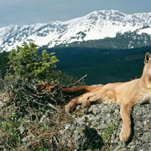 Big Cats Metal Print Collection: Puma (Cougar-Mountain Lion)