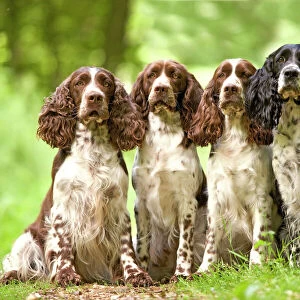 Gundog Canvas Print Collection: Related Images