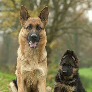Pastoral Jigsaw Puzzle Collection: German Shepherd Dog