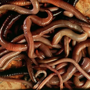 Worms Photo Mug Collection: Segmented Worm