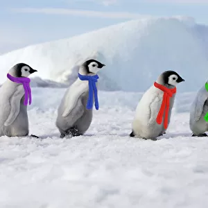 Christmas Framed Print Collection: Penguins
